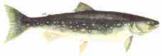 Wild Artic Char
