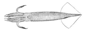 Squid