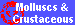 Molluscs &
Crustaceous