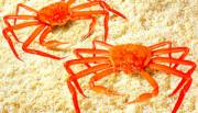 Snow Crab
