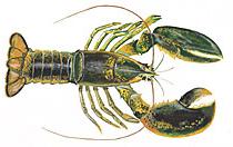 American Lobster