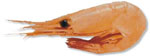 Cold Water Shrimp