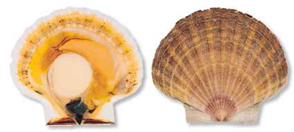 Fresh Sea Scallops from Great Northern Products