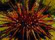 Sea Urchin
