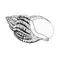 Whelk